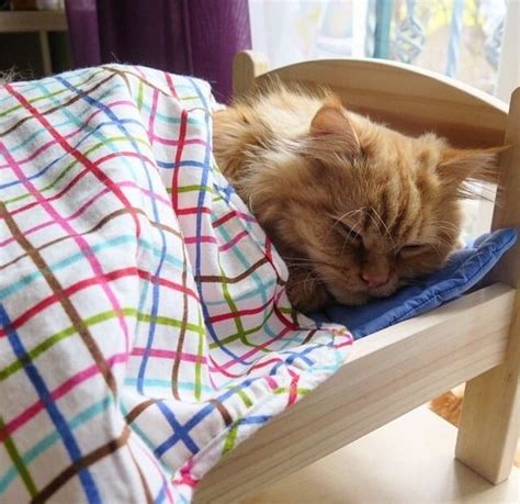 18 Warm And Cozy Pictures Of Cats Tucked In Will Make You