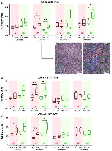 Molecular Markers Of Er Stress And The Unfolded Protein Response Upr