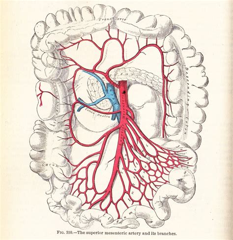 Superior Mesenteric Artery Diagram