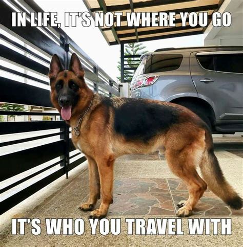 131 best german shepherd memes images on pinterest. 50+ Funniest German Shepherd Memes | #MemeGodCertified ...