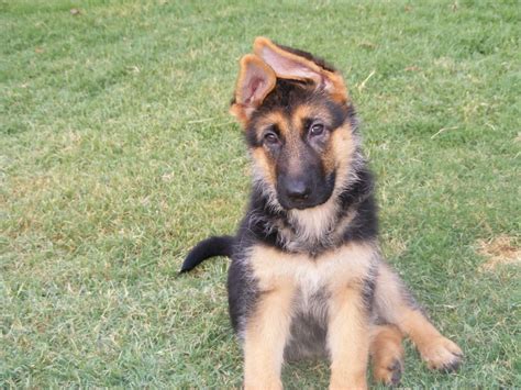 How Old Are German Shepherd Puppies When Their Ears Stand Up