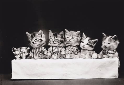 Vintage Lolcats Adorable Old Timey Photos Of Cats Dressed As People