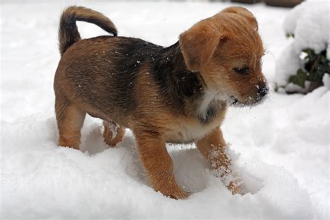 Voor ouders is het fantastisch om hun kindje voor het eerst door de sneeuw te zien wandelen. Gratis Afbeeldingen : sneeuw, winter, puppy, dier ...