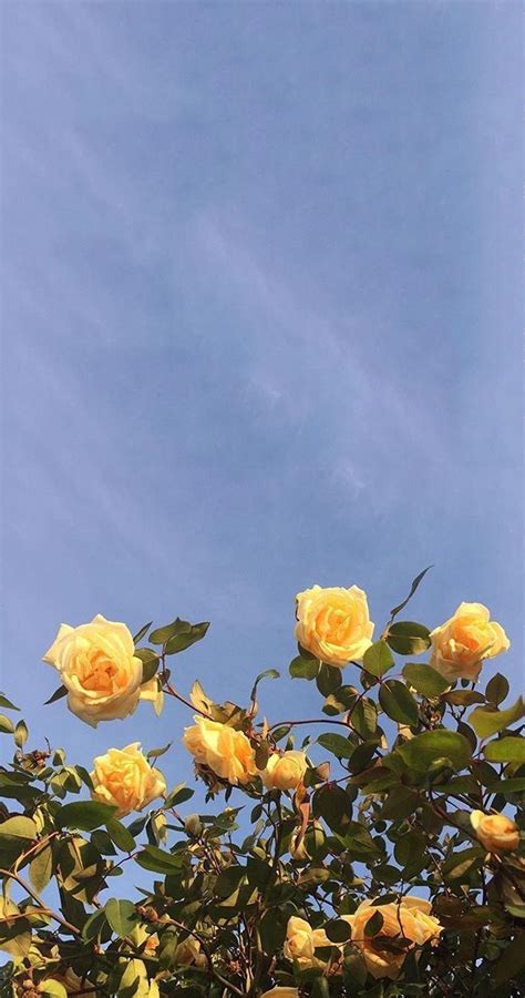 Aesthetic Flowers Wallpapers - Wallpaper Cave