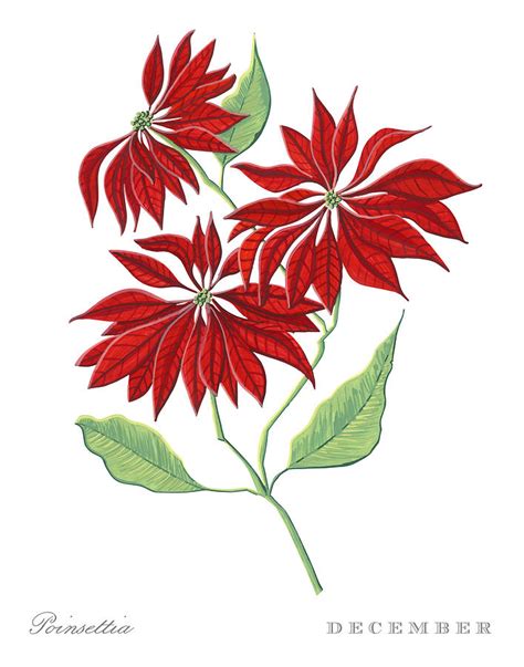 Poinsettia Botanical Illustration Black And White Christmas Printable