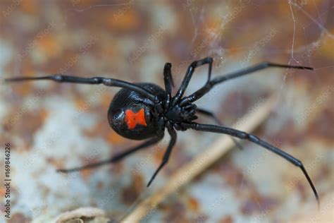 Species Latrodectus Mactans Black Widow Spider Stock Photo Adobe Stock
