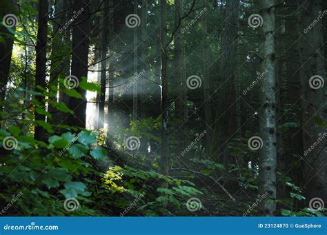 Sunbeam In The Forest Stock Photo Image Of Shade Forest 23124870