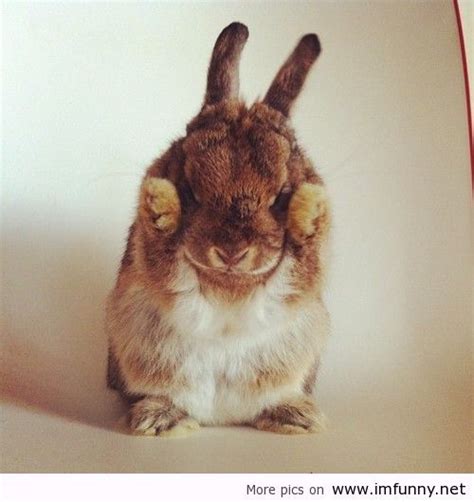 Find the perfect bunny face stock photo. 12 Most Funniest Rabbit Face Pictures Of All The Time