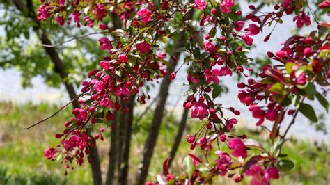 It's an excellent choice to feed and shelter wildlife, who love the fruits which sweeten as they freeze and thaw, karam says. 7 Small Flowering Trees for Small Spaces | Arbor Day Blog