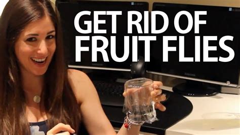 That is all there is to it. How to Get Rid of Fruit Flies (Easy Household Cleaning ...