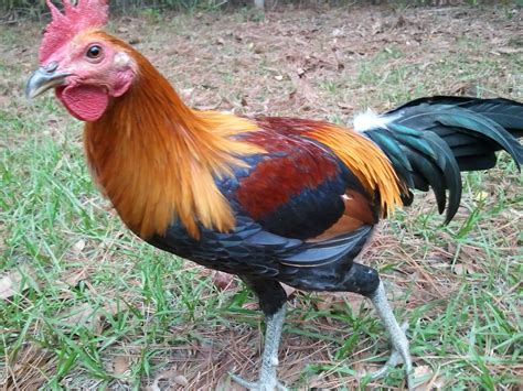 Maybe you would like to learn more about one of these? Murray McMurray Hatchery