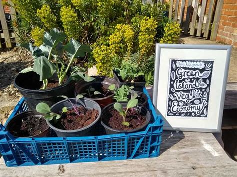 Isle Of Wight Seed And Plant Swapping Group A Blooming Success