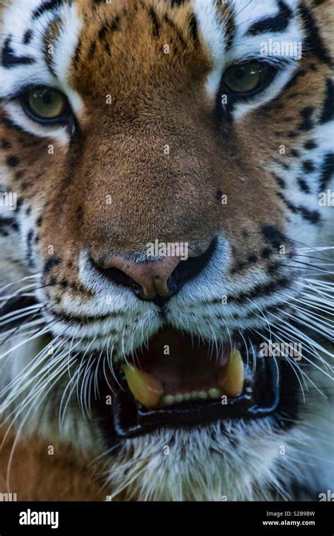 Tiger Showing Teeth Stock Photo Alamy