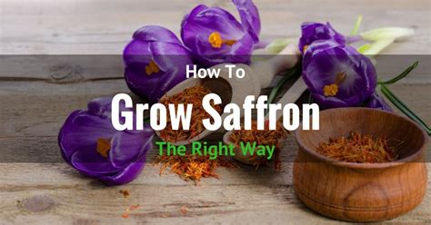 Best Tips On How To Grow Saffron Indoor And Outdoor