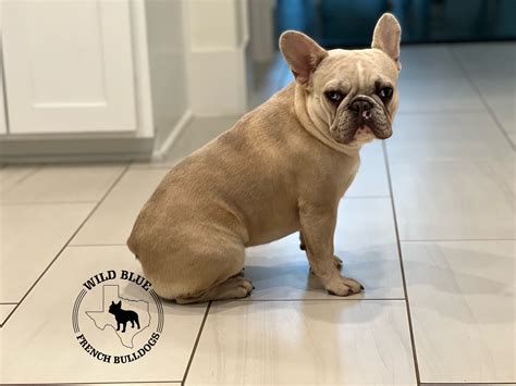 Blue Fawn Merle French Bulldog Puppies For Sale