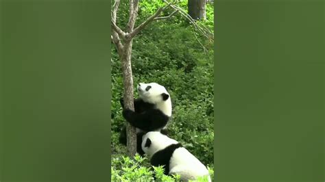 🐼 Panda 🐼 Youtube