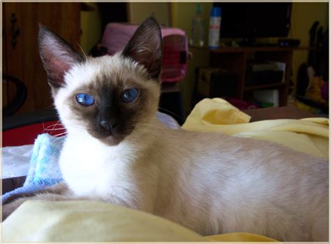 Traditional Applehead Siamese Cat Breeder Kitten Adoption