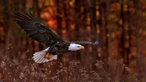 Bald Eagle Flight Hd Birds 4k Wallpapers Images Backgrounds Photos