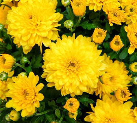 Time To Share My Yellow Mums Dont You Just Love The Bright And Cheery