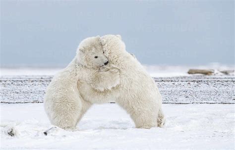 Polar Bear Cubs Hugging In The Arctic Stock Photo