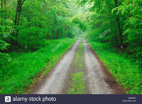 Road Through Forest Bavaria Germany Stock Photo Alamy