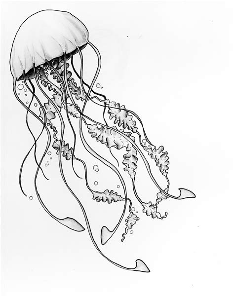Jellyfish Drawing Jellyfish Painting Jellyfish Tattoo Watercolor