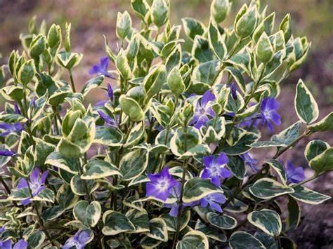 Vinca An Easy Multipurpose Flower Plant For Treillis Pots Ground
