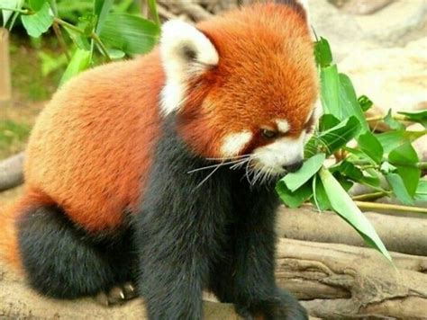 So Sweet Baby Red Pandas Cute Baby Animals Cute Animals Red Panda