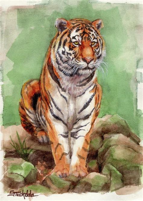 Tiger Watercolor Sketch By Margaret Stockdale Tiger Painting