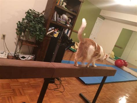 Apparently Cats Can Do Gymnastics Too Gymnastics Standing Desk