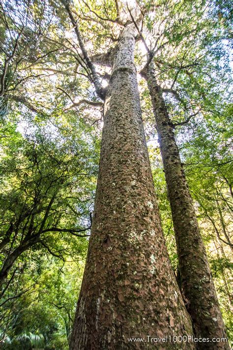 The Kauri Tree Coromandel Region New Zealand Travel1000places