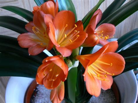House Plant With Orange Flowers Coutodebelmir