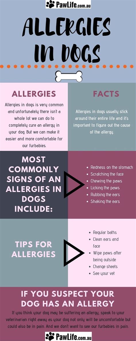 What are symptoms of grass allergy in dogs? Allergies in Dogs - Paw Life | Dog allergies, Home ...