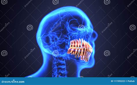 Skeleton And Teeth Anatomy Medical Accurate 3d Illustration Stock