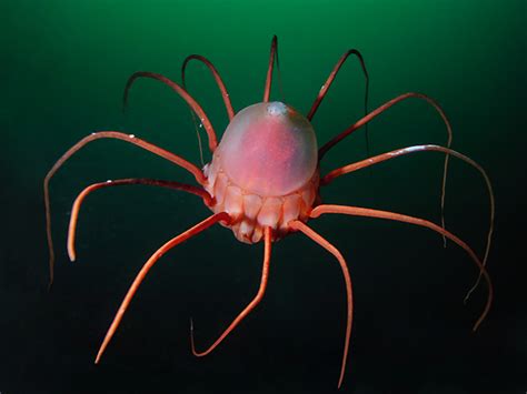 Jellyfish Scyphozoa