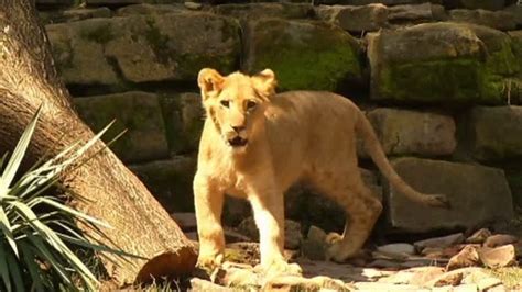 Three Lions Cubs Move Into Fort Worth Zoos African Savannah Nbc 5