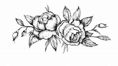 Sketsa Mawar Bunga Gambar Kamu Mengkoleksi Memilih
