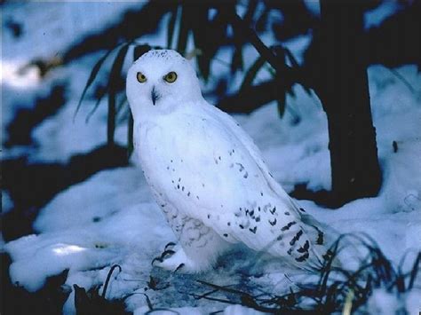 Buho Nival Snowy Owl Owl Pictures Owl Wallpaper