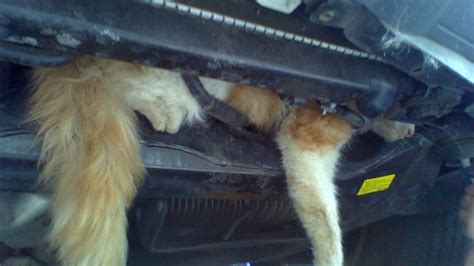 Bronx Cat Gets Stuck In Car Engine Survives Nbc New York