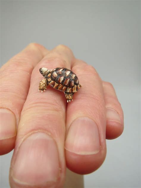 25 Realistic Miniature Polymer Clay Sculptures Of Animals By Fanni