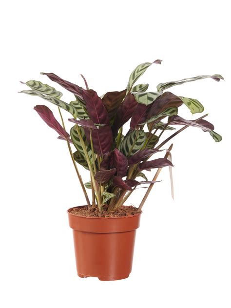 If you move the fishbone prayer plant indoors during the. Ctenanthe Burle Marxii Kopen? | Vers Van De Kweker ...