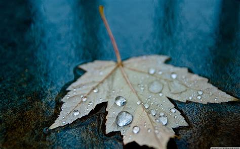 Drops In The Blue Autumn Landscape Hd Wallpaper Peakpx