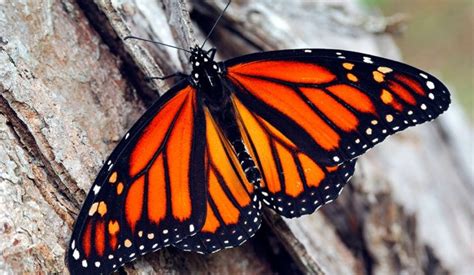 En el tiempo de las mariposas. Las mariposas monarca, reinas de las montañas mexicanas ...