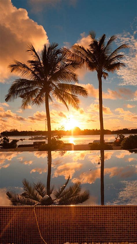 60 Tropical Hawaiian Sunset Wallpapers Download At Wallpaperbro Tree
