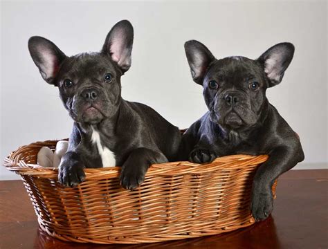 8 Best French Bulldog Breeders In The Usa Dogblend