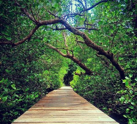 Daya Tarik Objek Wisata Hutan Mangrove Bali di Denpasar Bali