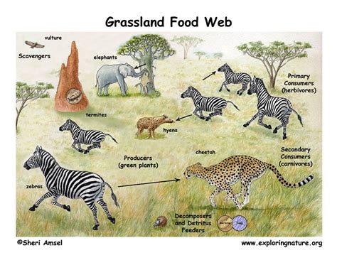 Food web is a complex network of food chains. Science Class: Summary#3 "Food Chains and Food Webs"