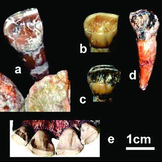 1 see more detail at ouranopithecus. THE FOSSIL VERTEBRATES FROM GREECE | Evangelos Vlachos | 3 ...