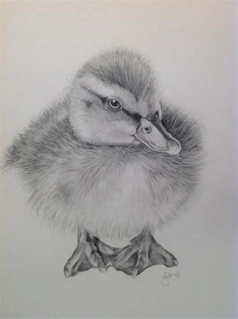 Realistic Duck Drawing At Explore Collection Of Realistic Duck Drawing