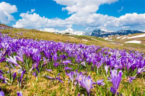 Majestic View Of Blooming Spring Crocuses In Mountains Stock Image